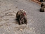 鹿児島県 屋久島 世界自然遺産 西部林道 ヤクザル