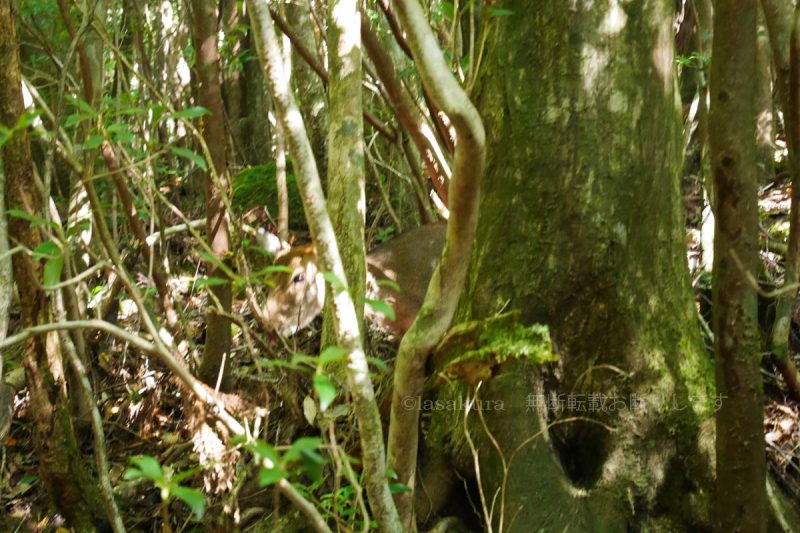 鹿児島県 屋久島 縄文杉トレッキング 屋久島の固有種ヤクシカ