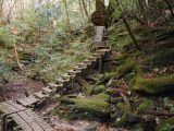 鹿児島県 屋久島 縄文杉トレッキング 一人分の幅で高さのある階段が続く