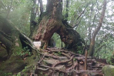 鹿児島県 屋久島 白水雲水峡 くぐり杉