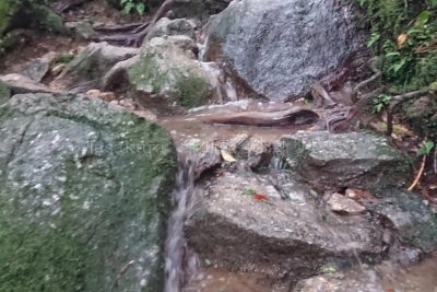 鹿児島県 屋久島 白水雲水峡 登山道