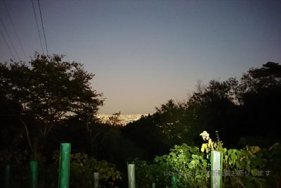 兵庫県 六甲山 神戸市 東灘区 金鳥山と保久良神社の間の尾根道、鉄塔の近く