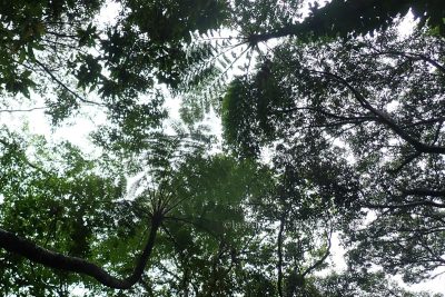 鹿児島県 奄美大島 金作原