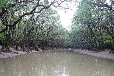 鹿児島県 奄美大島 黒潮の森マングローブパーク　雨の降る中カヤック