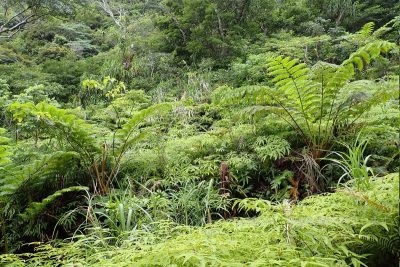 沖縄県 石垣島 於茂登岳 登山 登山道