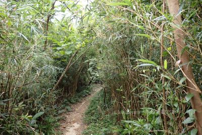 沖縄県 石垣島 於茂登岳 登山 登山道