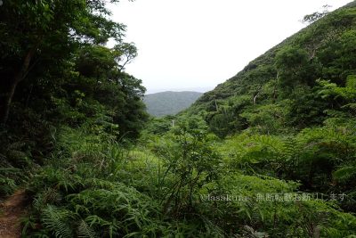 沖縄県 石垣島 於茂登岳 登山 登山道