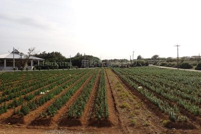 鹿児島県 沖永良部島 笠石海浜公園 笠石ゆり園 えらぶゆり