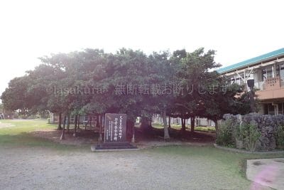 鹿児島県 沖永良部島 日本一のガジュマル