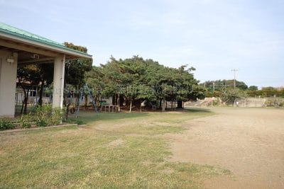 鹿児島県 沖永良部島 日本一のガジュマル