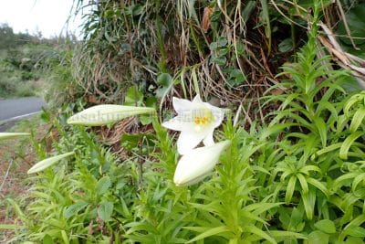 鹿児島県 沖永良部島 国頭岬灯台近くに自生しているテッポウユリ
