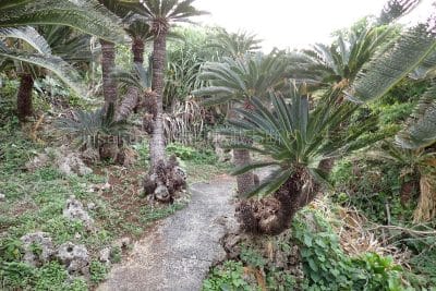 鹿児島県 沖永良部島 ソテツジャングル