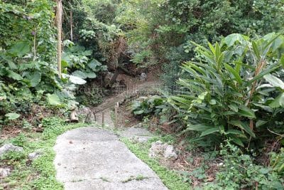鹿児島県 沖永良部島 ソテツジャングル