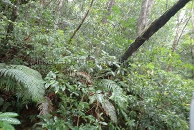 鹿児島県 奄美大島 金作原