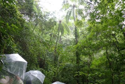 鹿児島県 奄美大島 金作原