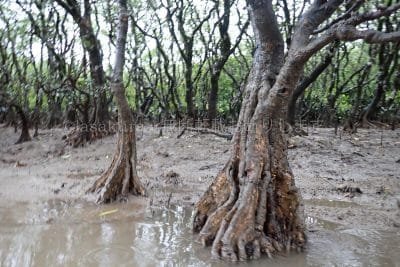 鹿児島県 奄美大島 黒潮の森マングローブパーク