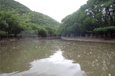 鹿児島県 奄美大島 黒潮の森マングローブパーク 支流から出て戻ります