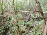 鹿児島県 奄美大島世界遺産保護区域「ふれあいの森」