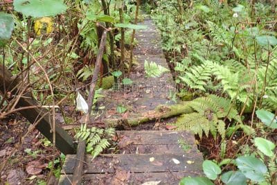 鹿児島県 奄美大島  奄美大島世界遺産保護区域「ふれあいの森」