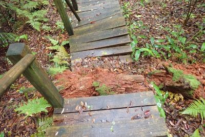 鹿児島県 奄美大島 奄美大島世界遺産保護区域「ふれあいの森」