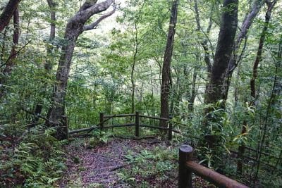 鹿児島県 奄美大島 奄美大島世界遺産保護区域「ふれあいの森」