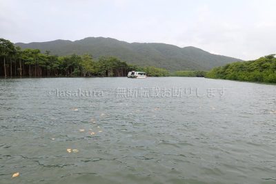 沖縄県 西表島 仲間川 マングローブ クルーズ