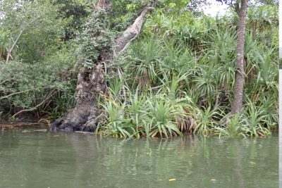 沖縄県 西表島 仲間川 マングローブ クルーズ