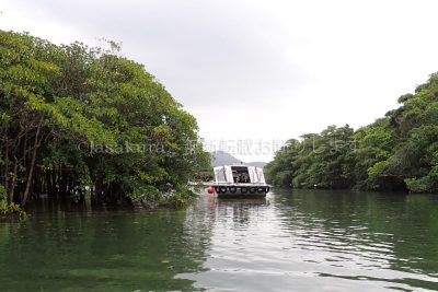 沖縄県 西表島 仲間川 マングローブ クルーズ