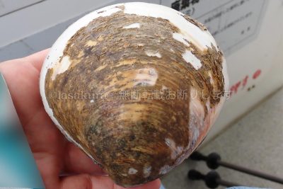 沖縄県 西表島 仲間川 マングローブ クルーズ