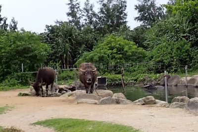 沖縄県 油布島 はなふる楽園油布島 水牛 水牛の池