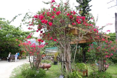 沖縄県 油布島 はなふる楽園油布島 水牛 ふれあい 蝶々園