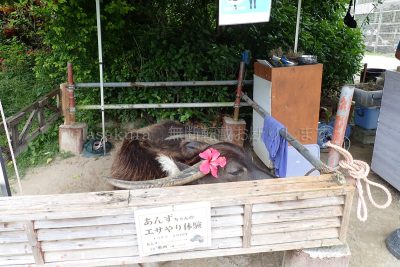 沖縄県 油布島 はなふる楽園油布島 子供の広場　水牛 あんずちゃんのエサやり体験