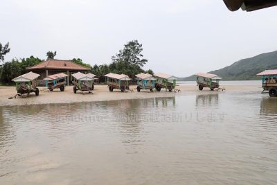 沖縄県 油布島 はなふる楽園油布島 水牛 水牛車乗場