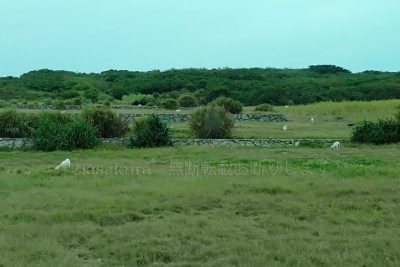 沖縄県 波照間島 ヤギの放牧