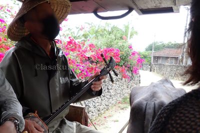 沖縄県 竹富島 竹富島町並み保存地区 三線の演奏と歌を楽しみながら水牛車に揺られる