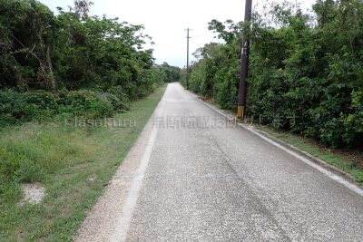 沖縄県 竹富島 蝶の舞う道