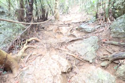 沖縄県 石垣島 野底マーペ 登山道