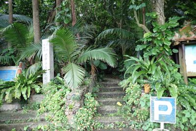 沖縄県 石垣島 米原ヤエヤマヤシ群落