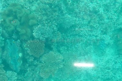 沖縄県 石垣島 川平湾グラスボート サンゴと熱帯魚