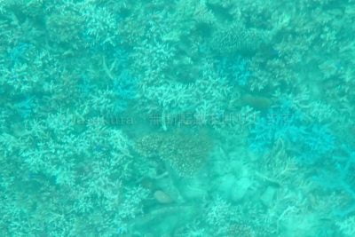 沖縄県 石垣島 川平湾グラスボート サンゴと熱帯魚