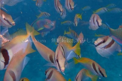 沖縄県 石垣島 川平湾 石垣シーサイドホテル マンタとおさかなシュノーケル シュノーケル