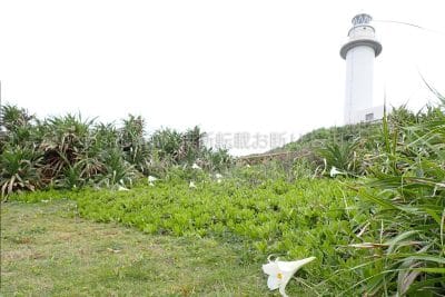 沖縄県 石垣島 テッポウユリと石垣御神埼灯台