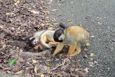 沖縄県 石垣島 石垣やいま村 リズザルの森