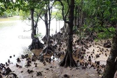 沖縄県 石垣島 石垣やいま村 名護アンパル