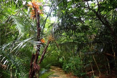 沖縄県 石垣島 石垣やいま村