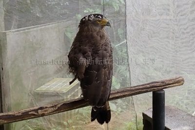 沖縄県 石垣島 石垣やいま村 カンムリワシ