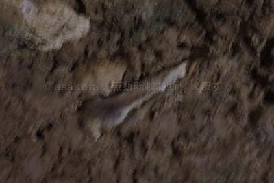 沖縄県 石垣島 石垣島鍾乳洞 シャコ貝の化石