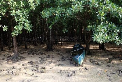 沖縄県 石垣島 宮良川のヒルギ