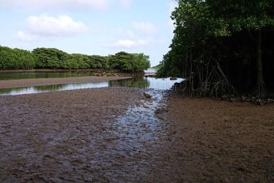 沖縄県 石垣島 宮良川のヒルギ