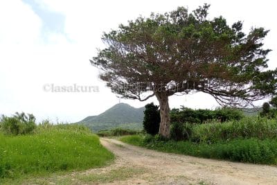 祖納集落から比川集落へ（Dr.コトー診療所往診途中の木）